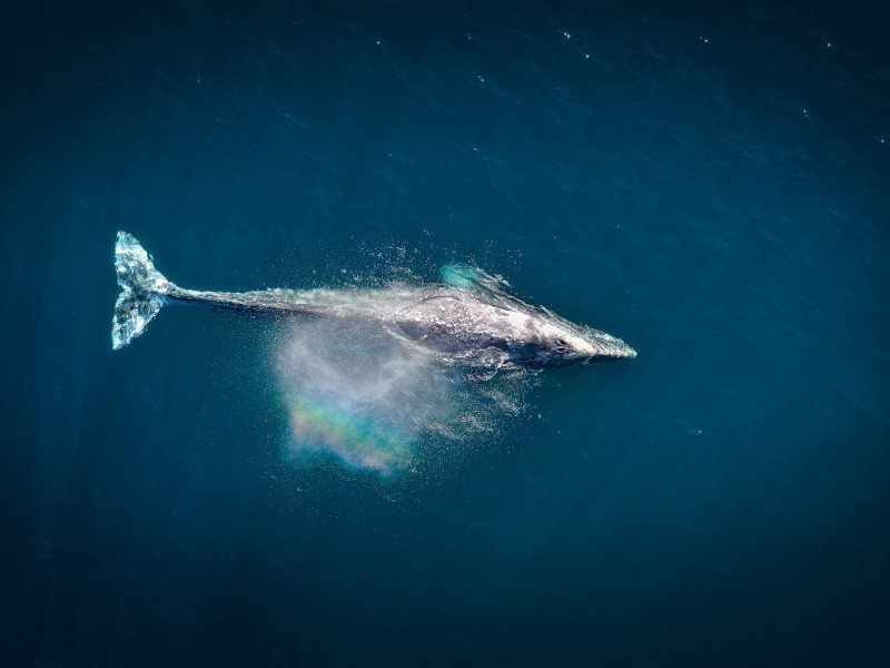 Go from slow to fast docker build with example Whale as docker mascot